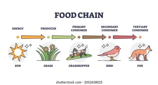 Food Chain from Farm to Fork