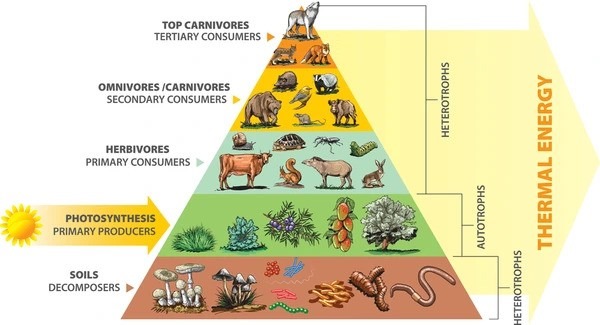 Food Chain from Farm to Fork | Blog and Blogger