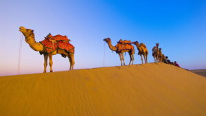 Extreme Cold and Extreme Heat are Not problems for the Camel