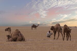 How Do Camels in the Desert Survive